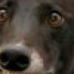 Profile picture of ifuni